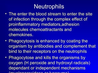 Neutrophils 
• The enter the blood stream to enter the site 
of infection through the complex effect of 
proinflammatory mediators,adhesion 
molecules chemoattractants and 
chemokines. 
• Phagocytosis is enhanced by coating the 
organism by antibodies and complement that 
bind to their receptors on the neutrophils 
• Phagocytose and kills the organisms by 
oxygen (H peroxide and hydroxyl radicals) 
dependant or independent mechanisms 
(myeloperoxidase or lysosyme). 
 