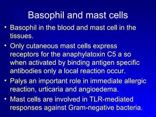 Basophil and mast cells 
• Basophil in the blood and mast cell in the 
tissues. 
• Only cutaneous mast cells express 
receptors for the anaphylatoxin C5 a so 
when activated by binding antigen specific 
antibodies only a local reaction occur. 
• Palys an important role in immediate allergic 
reaction, urticaria and angioedema. 
• Mast cells are involved in TLR-mediated 
responses against Gram-negative bacteria. 
 