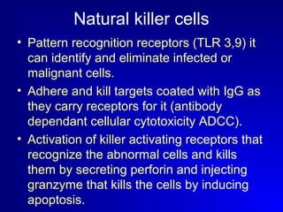 Natural killer cells 
• Pattern recognition receptors (TLR 3,9) it 
can identify and eliminate infected or 
malignant cells. 
• Adhere and kill targets coated with IgG as 
they carry receptors for it (antibody 
dependant cellular cytotoxicity ADCC). 
• Activation of killer activating receptors that 
recognize the abnormal cells and kills 
them by secreting perforin and injecting 
granzyme that kills the cells by inducing 
apoptosis. 
 