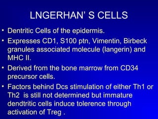 LNGERHAN’ S CELLS 
• Dentritic Cells of the epidermis. 
• Expresses CD1, S100 ptn, Vimentin, Birbeck 
granules associated molecule (langerin) and 
MHC II. 
• Derived from the bone marrow from CD34 
precursor cells. 
• Factors behind Dcs stimulation of either Th1 or 
Th2 is still not determined but immature 
dendtritic cells induce tolerence through 
activation of Treg . 
 