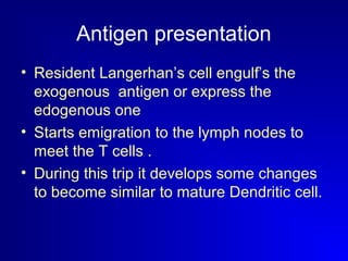 Antigen presentation 
• Resident Langerhan’s cell engulf’s the 
exogenous antigen or express the 
edogenous one 
• Starts emigration to the lymph nodes to 
meet the T cells . 
• During this trip it develops some changes 
to become similar to mature Dendritic cell. 
 
