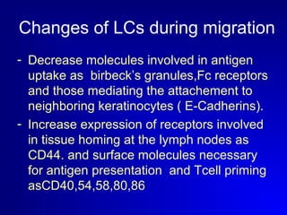 Changes of LCs during migration 
- Decrease molecules involved in antigen 
uptake as birbeck’s granules,Fc receptors 
and those mediating the attachement to 
neighboring keratinocytes ( E-Cadherins). 
- Increase expression of receptors involved 
in tissue homing at the lymph nodes as 
CD44. and surface molecules necessary 
for antigen presentation and Tcell priming 
asCD40,54,58,80,86 
 