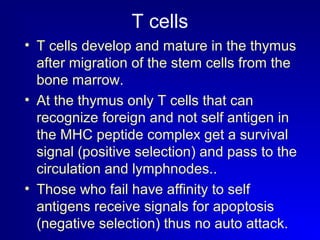 T cells 
• T cells develop and mature in the thymus 
after migration of the stem cells from the 
bone marrow. 
• At the thymus only T cells that can 
recognize foreign and not self antigen in 
the MHC peptide complex get a survival 
signal (positive selection) and pass to the 
circulation and lymphnodes.. 
• Those who fail have affinity to self 
antigens receive signals for apoptosis 
(negative selection) thus no auto attack. 
• 
 