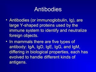 Antibodies 
• Antibodies (or immunoglobulin, Ig), are 
large Y-shaped proteins used by the 
immune system to identify and neutralize 
foreign objects. 
• In mammals there are five types of 
antibody: IgA, IgD, IgE, IgG, and IgM, 
differing in biological properties, each has 
evolved to handle different kinds of 
antigens. 
 