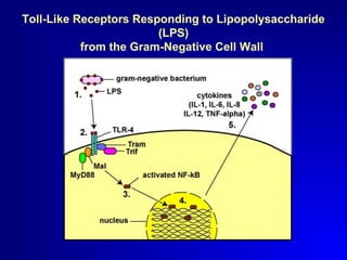 Toll-Like Receptors Responding to Lipopolysaccharide 
(LPS) 
from the Gram-Negative Cell Wall 
 