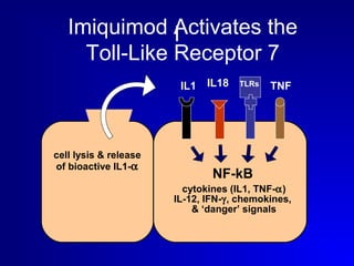 Imiquimod Activates I 
the 
Toll-Like Receptor 7 
cell lysis & release 
of bioactive IL1-a 
IL1 IL18 TLRs TNF 
NF-kB 
cytokines (IL1, TNF-a) 
IL-12, IFN-g, chemokines, 
& ‘danger’ signals 
 