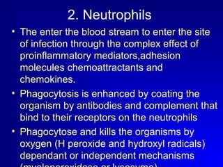2. Neutrophils 
• The enter the blood stream to enter the site 
of infection through the complex effect of 
proinflammatory mediators,adhesion 
molecules chemoattractants and 
chemokines. 
• Phagocytosis is enhanced by coating the 
organism by antibodies and complement that 
bind to their receptors on the neutrophils 
• Phagocytose and kills the organisms by 
oxygen (H peroxide and hydroxyl radicals) 
dependant or independent mechanisms 
(myeloperoxidase or lysosyme). 
 