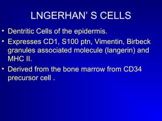 LNGERHAN’ S CELLS 
• Dentritic Cells of the epidermis. 
• Expresses CD1, S100 ptn, Vimentin, Birbeck 
granules associated molecule (langerin) and 
MHC II. 
• Derived from the bone marrow from CD34 
precursor cell . 
 