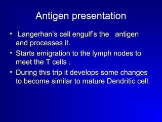 Antigen presentation 
• Langerhan’s cell engulf’s the antigen 
and processes it. 
• Starts emigration to the lymph nodes to 
meet the T cells . 
• During this trip it develops some changes 
to become similar to mature Dendritic cell. 
 