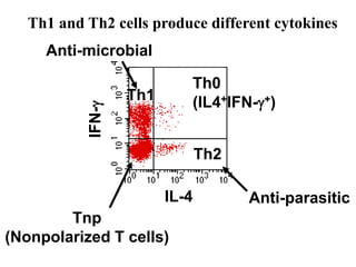 Th1
Th2
IL-4
IFN-
Tnp
(Nonpolarized T cells)
Anti-microbial
Anti-parasitic
Th1 and Th2 cells produce different cytokines
Th0
(IL4+IFN-+)
 