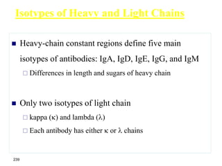  Heavy-chain constant regions define five main
isotypes of antibodies: IgA, IgD, IgE, IgG, and IgM
 Differences in length and sugars of heavy chain
 Only two isotypes of light chain
 kappa () and lambda ()
 Each antibody has either  or  chains
Isotypes of Heavy and Light Chains
239
 