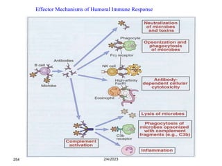 2/4/2023
254
Effector Mechanisms of Humoral Immune Response
 
