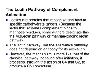 The Lectin Pathway of Complement
Activation
 Lectins are proteins that recognize and bind to
specific carbohydrate targets. (Because the
lectin that activates complement binds to
mannose residues, some authors designate this
the MBLectin pathway or mannan-binding lectin
pathway.)
 The lectin pathway, like the alternative pathway,
does not depend on antibody for its activation.
 However, the mechanism is more like that of the
classical pathway, because after initiation, it
proceeds, through the action of C4 and C2, to
produce a C5 convertase
 