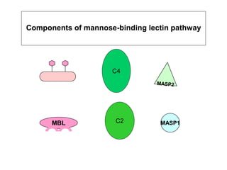 Components of mannose-binding lectin pathway
MBL MASP1
 