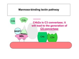 Mannose-binding lectin pathway
MBL
_____
C4b2a is C3 convertase; it
will lead to the generation of
C5 convertase
MASP1
 