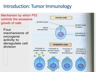 Introduction: Tumor Immunology
Mechanism by which P53
controls the excessive
growth of cells
 