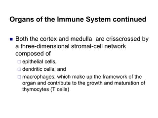 Organs of the Immune System continued
 Both the cortex and medulla are crisscrossed by
a three-dimensional stromal-cell network
composed of
 epithelial cells,
 dendritic cells, and
 macrophages, which make up the framework of the
organ and contribute to the growth and maturation of
thymocytes (T cells)
 