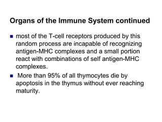 Organs of the Immune System continued
 most of the T-cell receptors produced by this
random process are incapable of recognizing
antigen-MHC complexes and a small portion
react with combinations of self antigen-MHC
complexes.
 More than 95% of all thymocytes die by
apoptosis in the thymus without ever reaching
maturity.
 