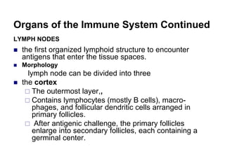 Organs of the Immune System Continued
LYMPH NODES
 the first organized lymphoid structure to encounter
antigens that enter the tissue spaces.
 Morphology
lymph node can be divided into three
 the cortex
 The outermost layer,,
 Contains lymphocytes (mostly B cells), macro-
phages, and follicular dendritic cells arranged in
primary follicles.
 After antigenic challenge, the primary follicles
enlarge into secondary follicles, each containing a
germinal center.
 