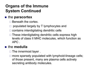 Organs of the Immune
System Continued
 the paracortex
 Beneath the cortex.
 populated largely by T lymphocytes and
 contains interdigitating dendritic cells
 These interdigitating dendritic cells express high
levels of class II MHC molecules, which function as
APC .
 the medulla
 The innermost layer .
 more sparsely populated with lymphoid-lineage cells;
of those present, many are plasma cells actively
secreting antibody molecules.
 