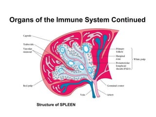 Organs of the Immune System Continued
Structure of SPLEEN
 