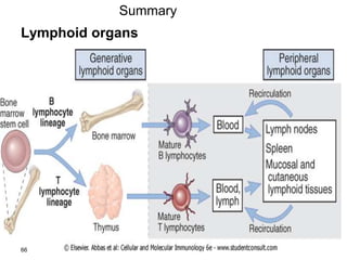 Lymphoid organs
66
Summary
 