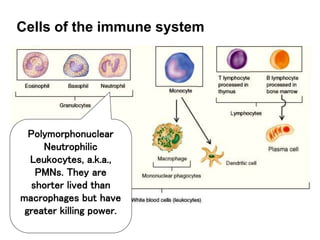 Cells of the immune system
Polymorphonuclear
Neutrophilic
Leukocytes, a.k.a.,
PMNs. They are
shorter lived than
macrophages but have
greater killing power.
 