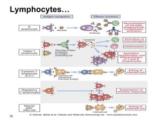 Lymphocytes…
78
 