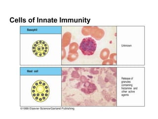 Cells of Innate Immunity
 
