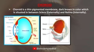 Comprehensive Overview of Eye Anatomy and Function in Human Vision | PDF