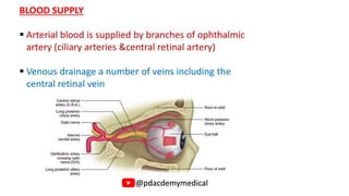 Comprehensive Overview of Eye Anatomy and Function in Human Vision | PDF