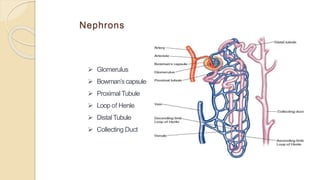Basic in nephrology.. | PPTX