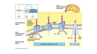 Basic Inorganic chemistry part 3 Bioinorganic chemistry (1).pptx