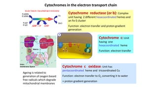 Basic Inorganic chemistry part 3 Bioinorganic chemistry (1).pptx