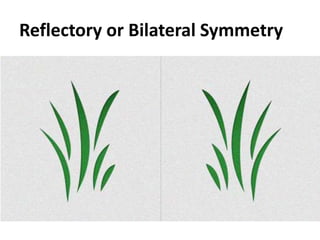 Reflectory or Bilateral Symmetry

 