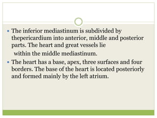  The inferior mediastinum is subdivided by
thepericardium into anterior, middle and posterior
parts. The heart and great vessels lie
within the middle mediastinum.
 The heart has a base, apex, three surfaces and four
borders. The base of the heart is located posteriorly
and formed mainly by the left atrium.
 