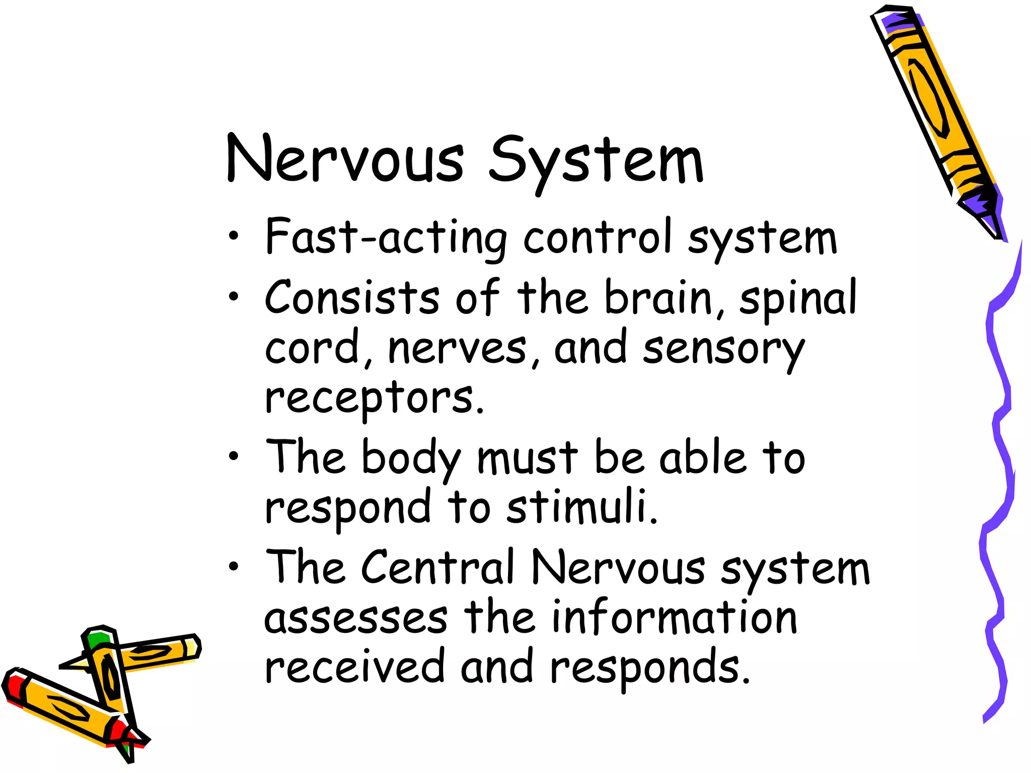 Nervous System Fast-acting control system Consists of the brain, spinal cord, nerves, and sensory receptors.  The body must be able to respond to stimuli. The Central Nervous system assesses the information received and responds. 