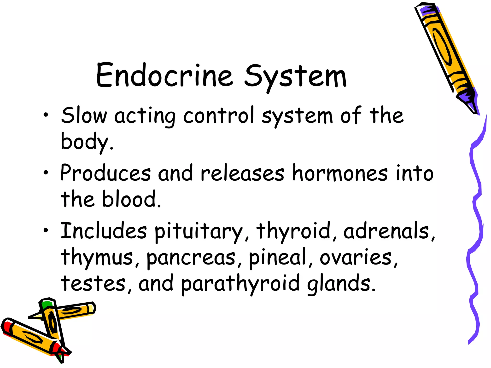 Endocrine System Slow acting control system of the body. Produces and releases hormones into the blood. Includes pituitary, thyroid, adrenals, thymus, pancreas, pineal, ovaries, testes, and parathyroid glands. 