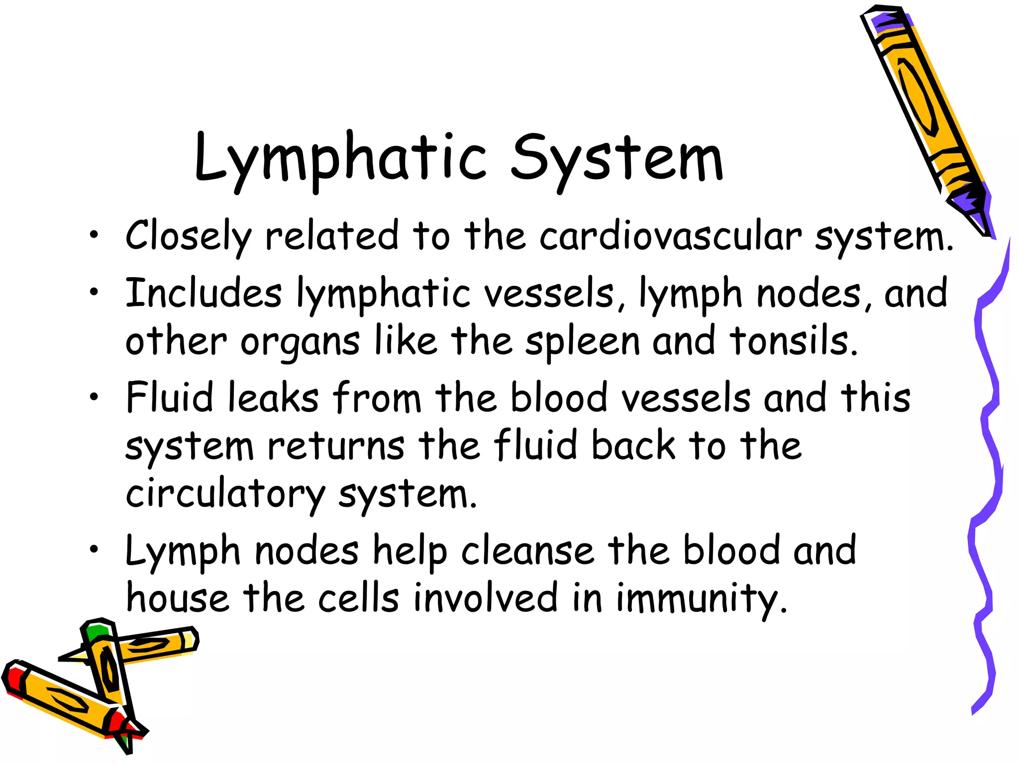Lymphatic System Closely related to the cardiovascular system. Includes lymphatic vessels, lymph nodes, and other organs like the spleen and tonsils. Fluid leaks from the blood vessels and this system returns the fluid back to the circulatory system. Lymph nodes help cleanse the blood and house the cells involved in immunity. 