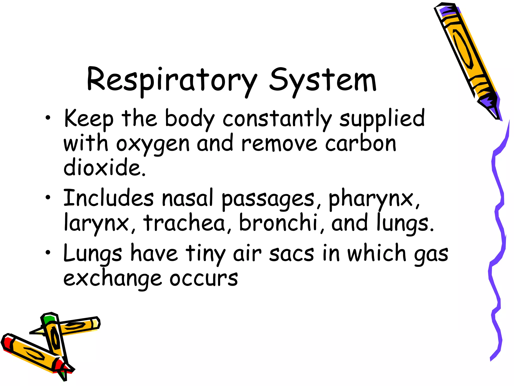 Respiratory System Keep the body constantly supplied with oxygen and remove carbon dioxide. Includes nasal passages, pharynx, larynx, trachea, bronchi, and lungs. Lungs have tiny air sacs in which gas exchange occurs  