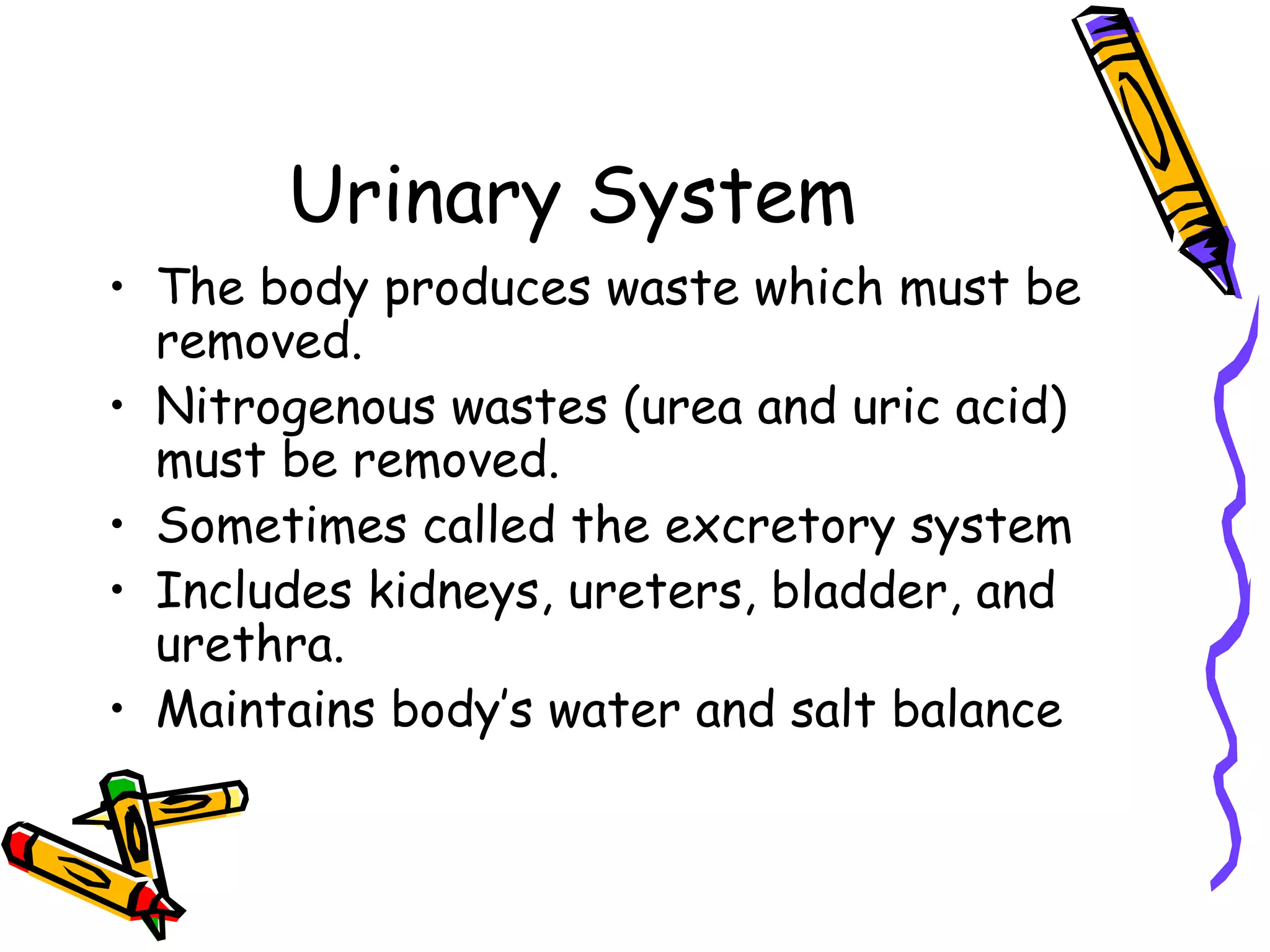 Urinary System The body produces waste which must be removed. Nitrogenous wastes (urea and uric acid) must be removed. Sometimes called the excretory system Includes kidneys, ureters, bladder, and urethra.  Maintains body’s water and salt balance 