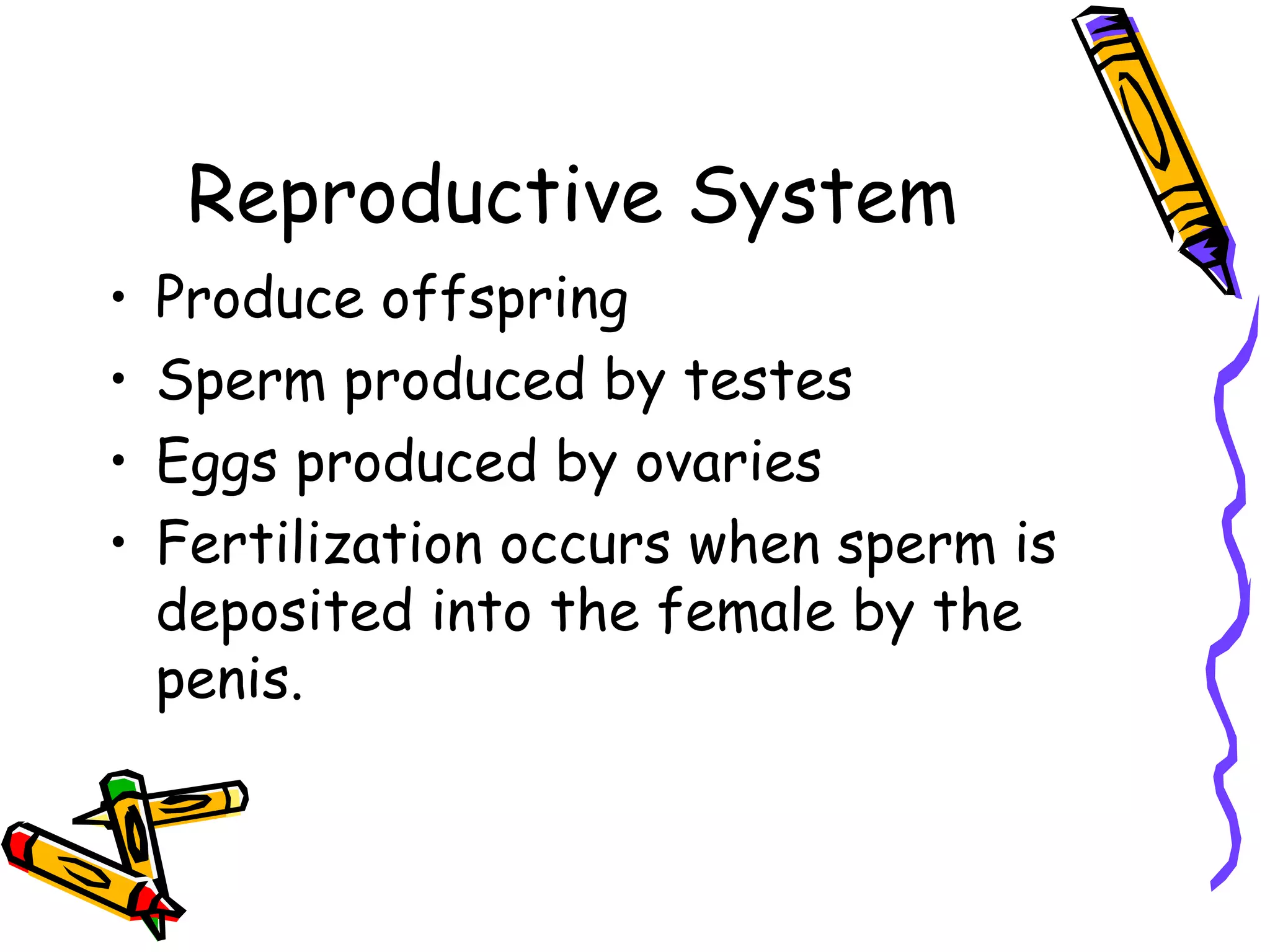 Reproductive System Produce offspring Sperm produced by testes Eggs produced by ovaries Fertilization occurs when sperm is deposited into the female by the penis. 
