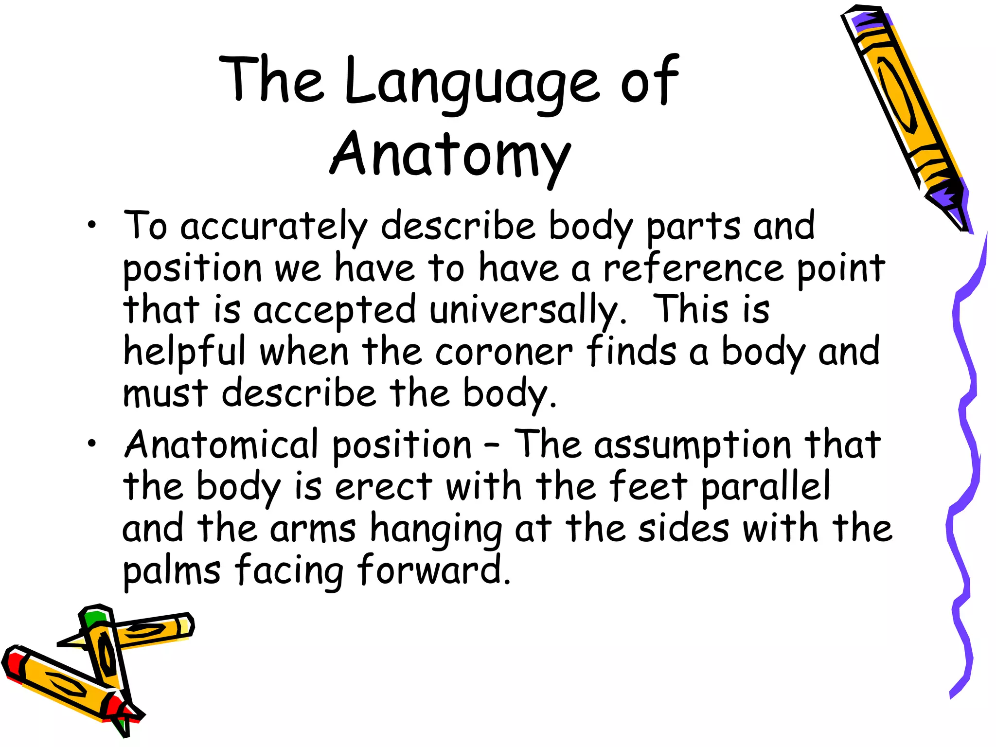 The Language of Anatomy To accurately describe body parts and position we have to have a reference point that is accepted universally.  This is helpful when the coroner finds a body and must describe the body. Anatomical position – The assumption that the body is erect with the feet parallel and the arms hanging at the sides with the palms facing forward. 