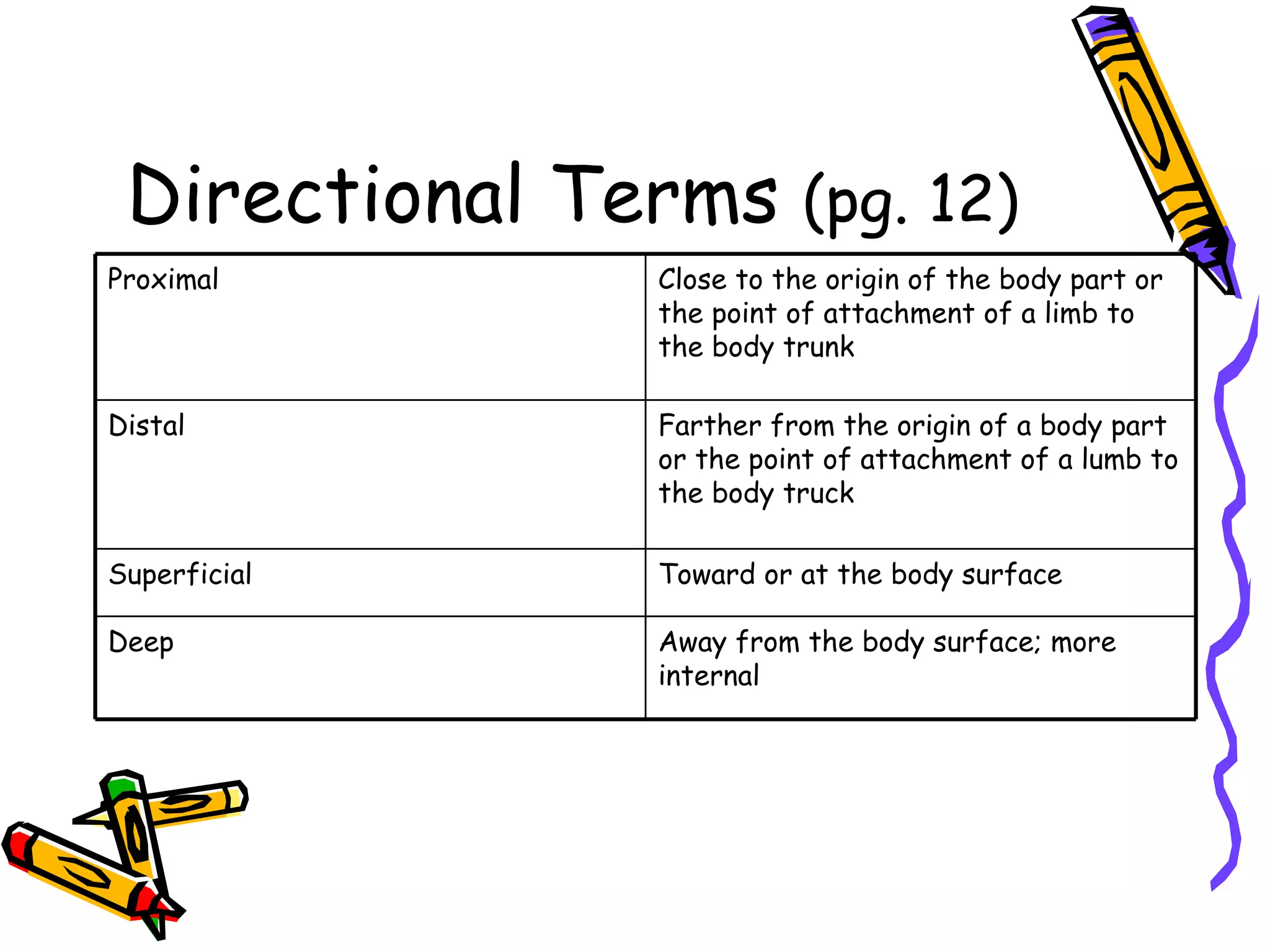 Directional Terms  (pg. 12) Away from the body surface; more internal Deep Toward or at the body surface Superficial Farther from the origin of a body part or the point of attachment of a lumb to the body truck Distal Close to the origin of the body part or the point of attachment of a limb to the body trunk Proximal 