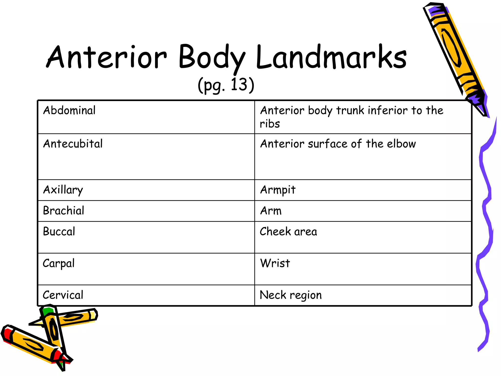 Anterior Body Landmarks (pg. 13) Neck region Cervical Wrist Carpal Cheek area Buccal Arm Brachial Armpit Axillary Anterior surface of the elbow Antecubital Anterior body trunk inferior to the ribs Abdominal 
