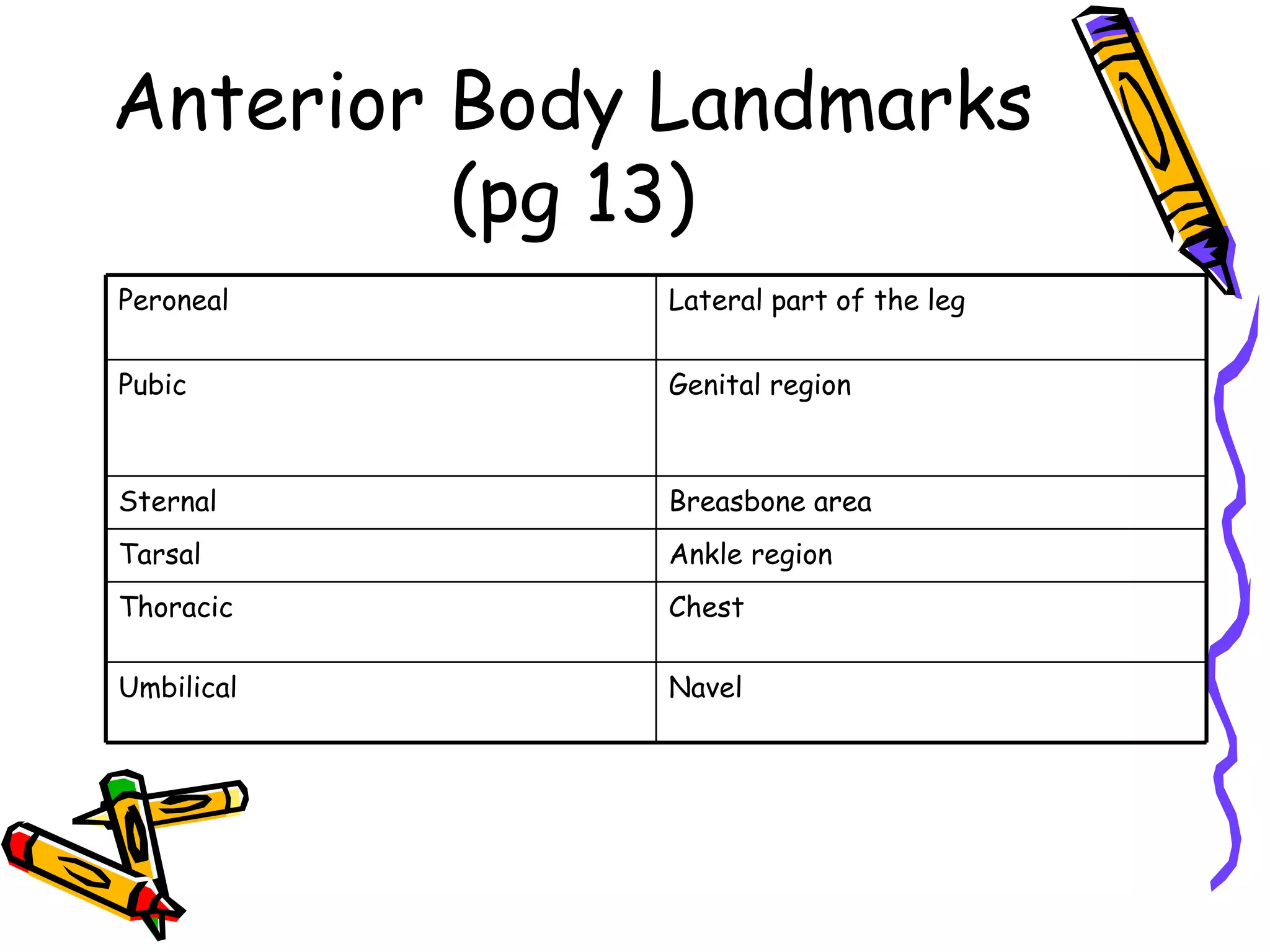Anterior Body Landmarks (pg 13) Navel Umbilical Chest Thoracic  Ankle region Tarsal Breasbone area Sternal Genital region Pubic Lateral part of the leg Peroneal 