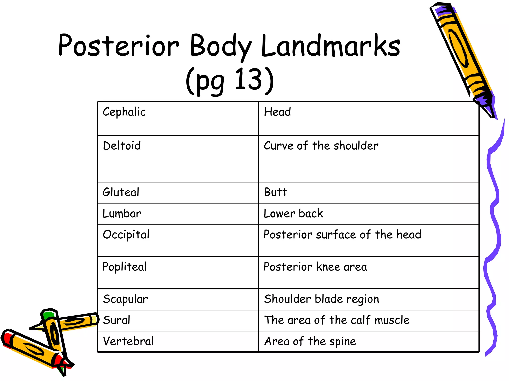 Posterior Body Landmarks (pg 13) Area of the spine Vertebral The area of the calf muscle Sural Shoulder blade region Scapular Posterior knee area Popliteal Posterior surface of the head Occipital Lower back Lumbar Butt Gluteal Curve of the shoulder Deltoid Head Cephalic 