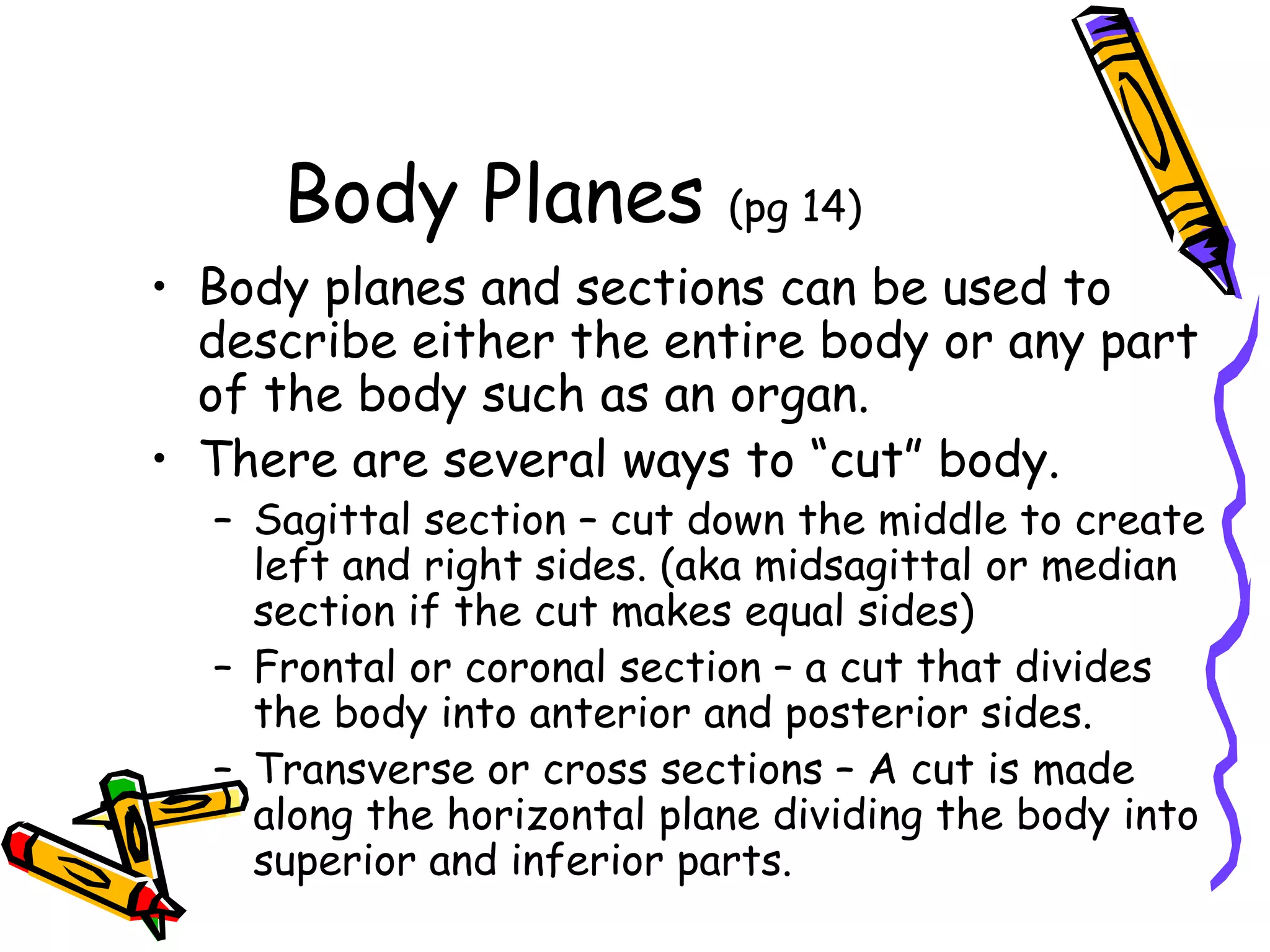 Body Planes  (pg 14) Body planes and sections can be used to describe either the entire body or any part of the body such as an organ. There are several ways to “cut” body. Sagittal section – cut down the middle to create left and right sides. (aka midsagittal or median section if the cut makes equal sides) Frontal or coronal section – a cut that divides the body into anterior and posterior sides. Transverse or cross sections – A cut is made along the horizontal plane dividing the body into superior and inferior parts. 