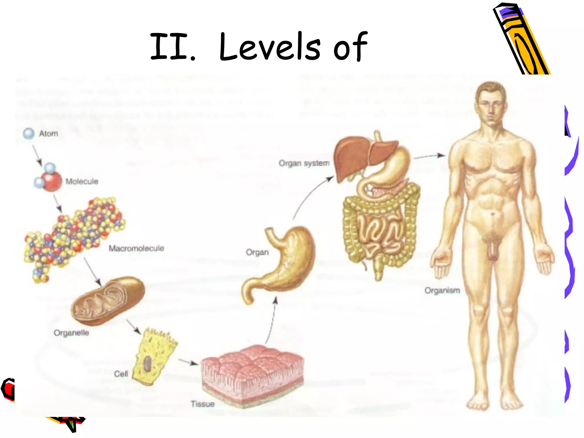 II.  Levels of Organization 