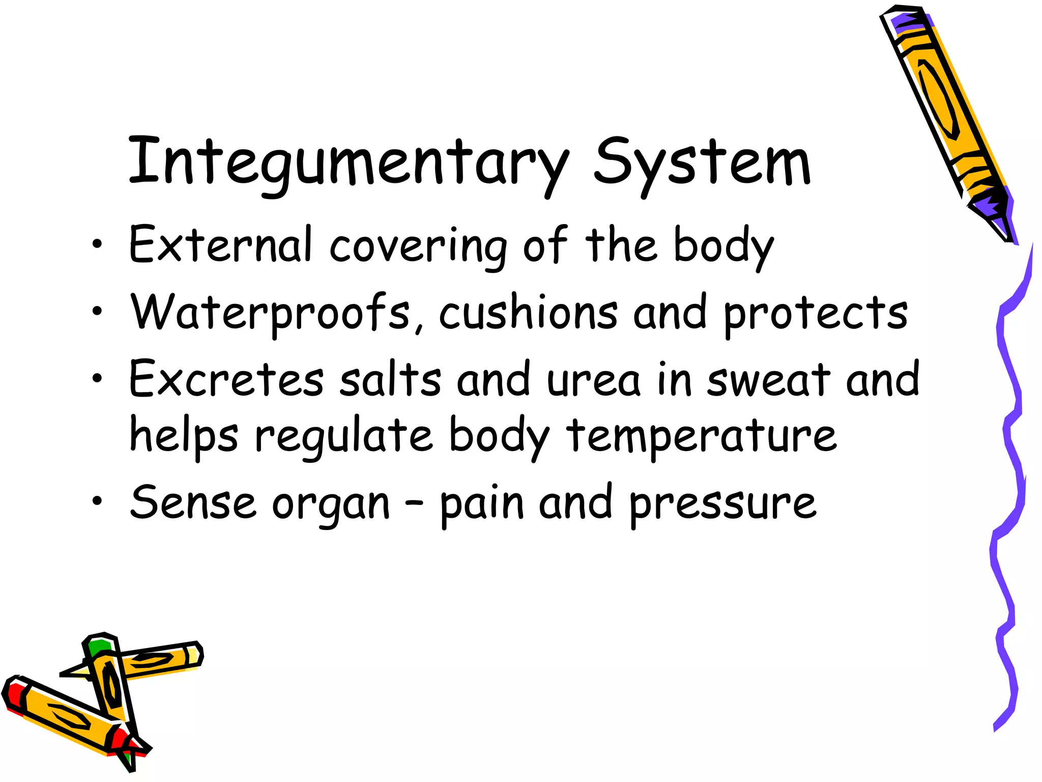 Integumentary System External covering of the body Waterproofs, cushions and protects Excretes salts and urea in sweat and helps regulate body temperature Sense organ – pain and pressure 